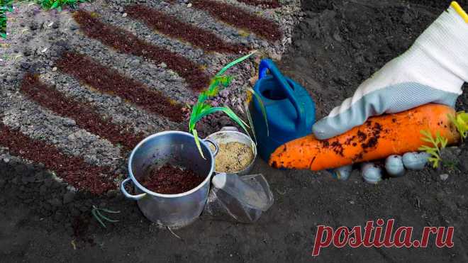 Правильная посадка моркови, всходы за 3 дня. Рассказываю свой способ ухода, подкормку и как сажать грамотно. | Маленькая Дача | Дзен