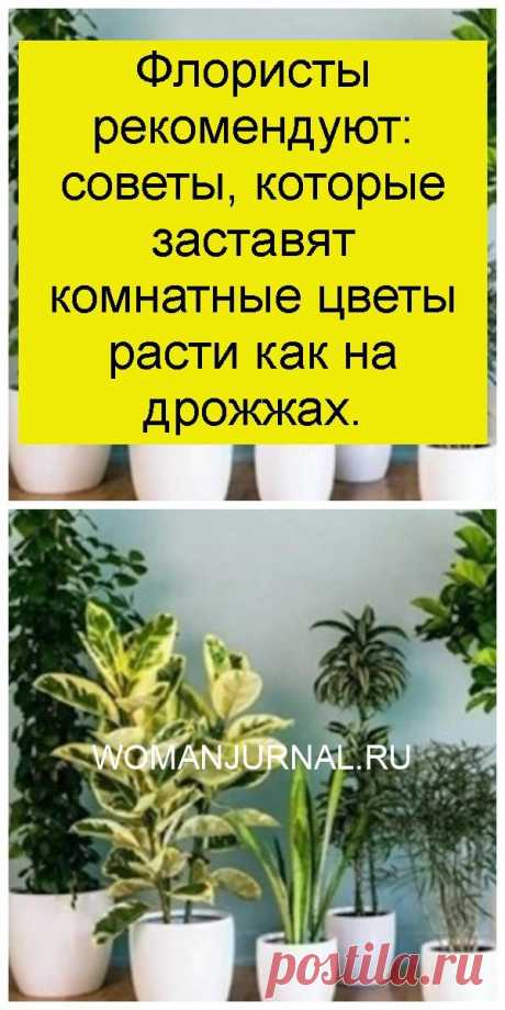 Флористы рекомендуют: советы, которые заставят комнатные цветы расти как на дрожжах.