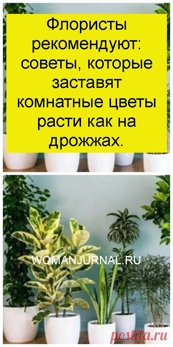 Флористы рекомендуют: советы, которые заставят комнатные цветы расти как на дрожжах.