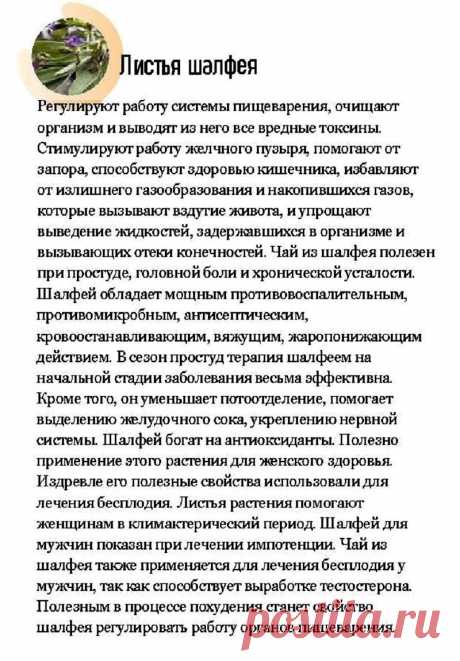 Листья шалфея