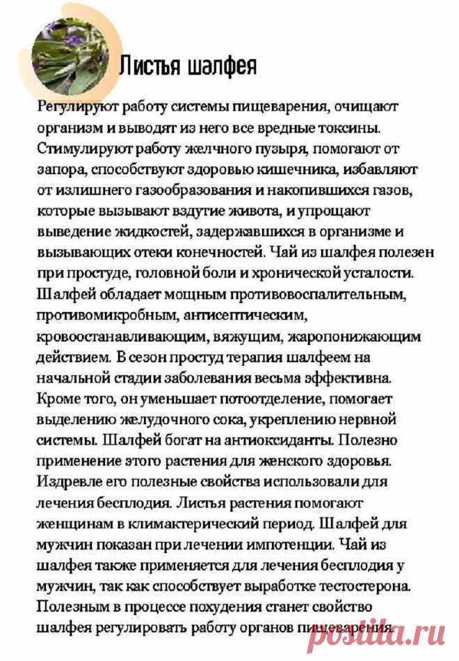 Листья шалфея