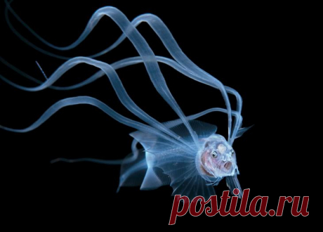 Конкурс подводной фотографии Ocean Art 2020