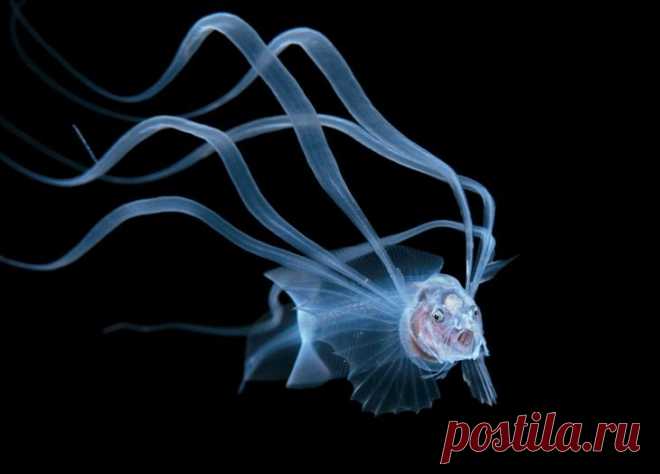 Конкурс подводной фотографии Ocean Art 2020