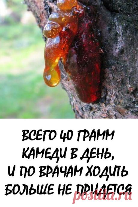 Всего 40 г камеди в день, и по врачам ходить больше не придется. Засохший сок вишневого и абрикосового дерева вполне может сойти за лекарственное средство. В составе вишневой камеди присутствуют арабиноза и галактоза. Именно поэтому камедь обладает обволакивающим свойством и может применяться для лечения воспаления слизистых оболочек желудка и кишечника. #здоровье #народнаямедицина
