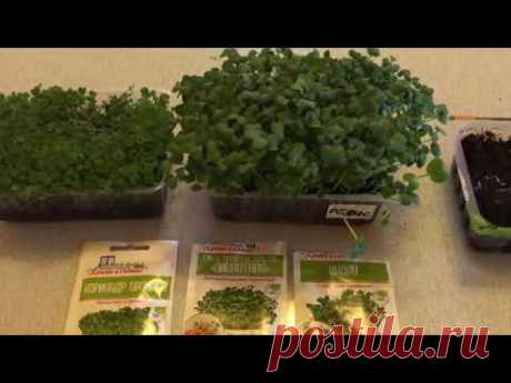 Выращивание микрозелени. В домашних условиях. Первый опыт!