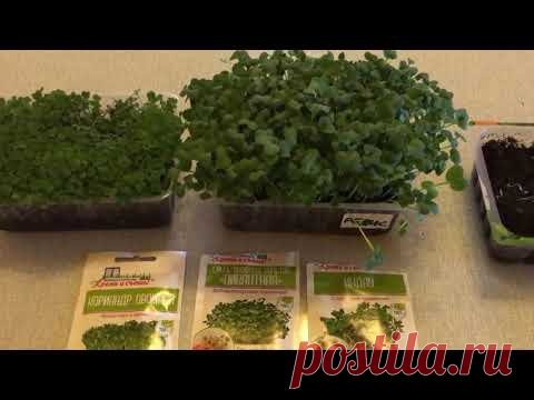 Выращивание микрозелени. В домашних условиях. Первый опыт!