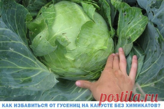 Как избавиться от гусениц на капусте без химикатов? 
Попробуйте мой проверенный рецептик. 
Берём ведро (оцинкованное лучше не брать), наливаем в него горячую 
(почти кипяток) воду, добавляем пол литра золы, размешиваем, накрываем 
крышкой и оставляем на сутки настаиваться. 
На следующий день прямо в это содержимое трём на тёрке пол куска 
хозяйственного мыла (можно обмылки). Перемешиваем и снова оставляем на 
сутки. 
Вот теперь, хорошо перемешав, можно использовать этот настой против 
гусениц