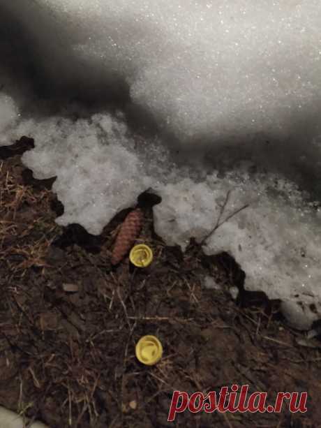 Когда же снимать укрытия с РОЗ? О выводах после выходных и о других волнующих вопросах. | Цветочница Анюта 🌹 | Яндекс Дзен