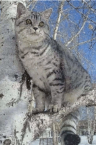 Котик