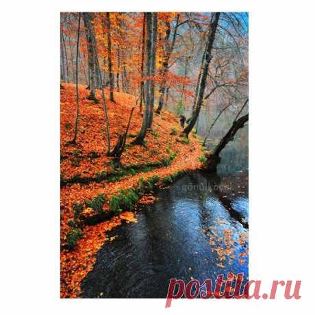 Fancy - Autumn, Fall, leaves, Nature photography, Wall Decor, lake, Orange, rustic, leaf, woodland in Fall, reflection, gift ideas 10x15 inches