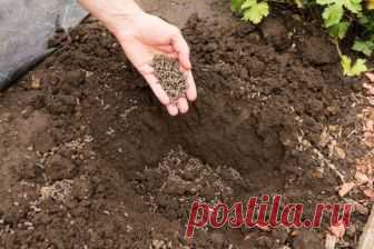 Как и для чего применять куриный помёт?