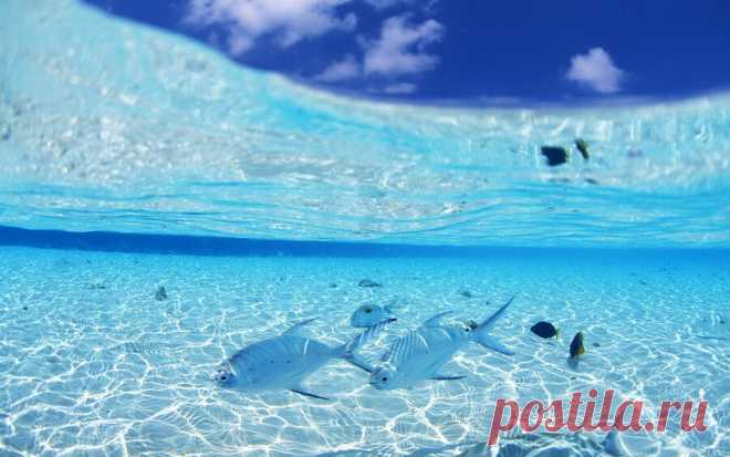 Морское дно Подводные пейзажи
