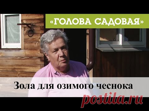 Голова садовая - Зола для озимого чеснока