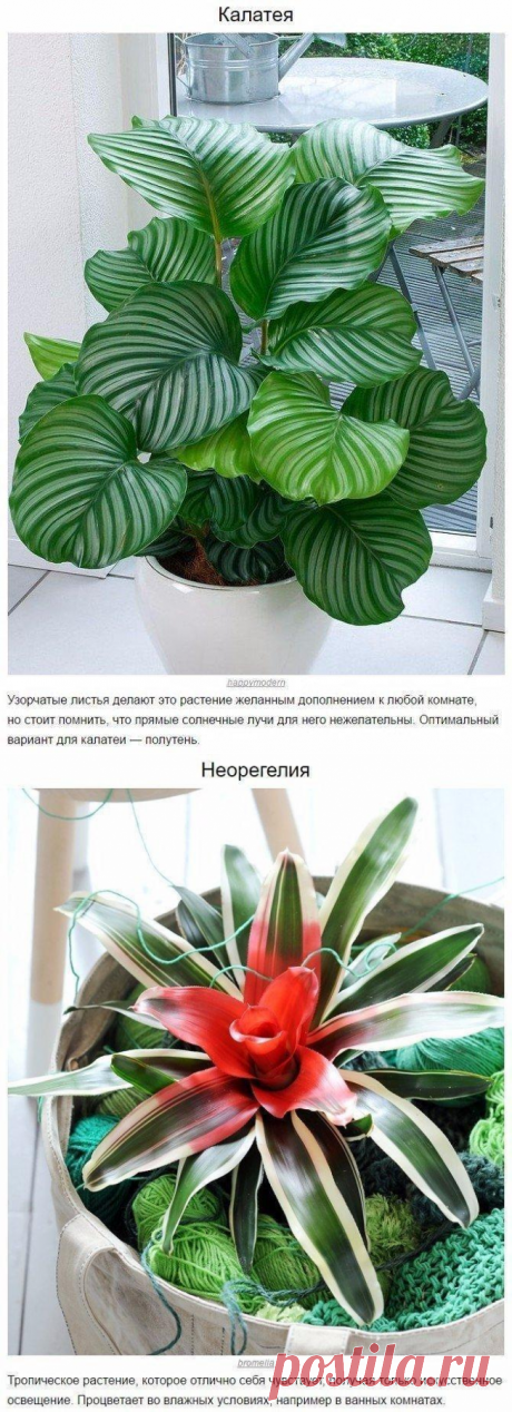 БЛОГ ПОЛЕЗНОСТЕЙ: 10 домашних растений, которые могут выжить даже в самом тёмном углу