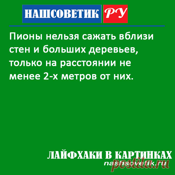 Где лучше не сажать пионы на участке: берём на заметку. Не везде можно сажать эти цветы. Некоторые места для их посадки просто не подходят.