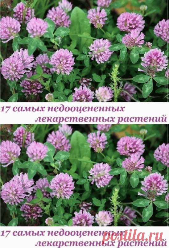 17 целебных трав