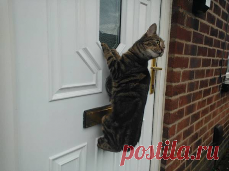 "Сдаюсь! Унесите меня домой!": Эти глаза кошек, которые вышли на улицу первый раз в жизни (+смешные фото) | Лариса Кречетова | Яндекс Дзен