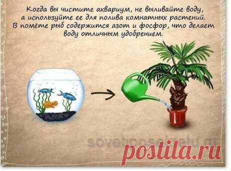 Комнатные цветы: удобрения из аквариума