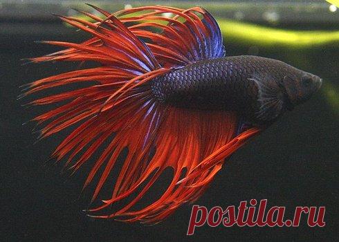 breed_426_big.jpg (490×350)
морской петушок