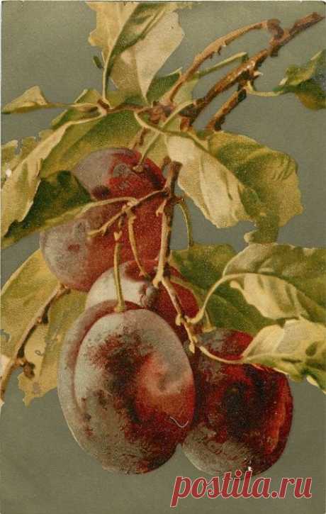 (300) Plum art by Katherine Klein | pictures for decoupage