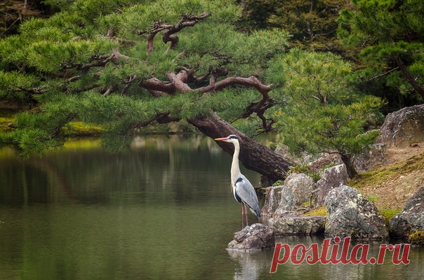 Серая цапля Золотого Павильона в Киото. Автор фото – Андрей Андреев (nat-geo.ru/photo/user/329180/), участник фотоконкурса «Моя Япония», организованного при поддержке Национальной туристической организации Японии (JNTO) ➡ bit.ly/MyJapanContest