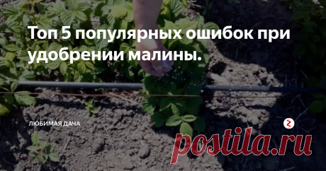 Топ 5 популярных ошибок при удобрении малины. Малины много не бывает, ведь эта чудесная ягода очень вкусная и безумно полезная! Потому дачники стараются получать с каждого кустика максимум урожая. В процессе благих деяний некоторые допускают ряд ошибочных действий, приводящих к печальным последствиям. Дабы уж точно не прогадать и получить много качественного урожая, следует учесть нюансы. Чаще всего ошибки допускаются при внесении подкормок.