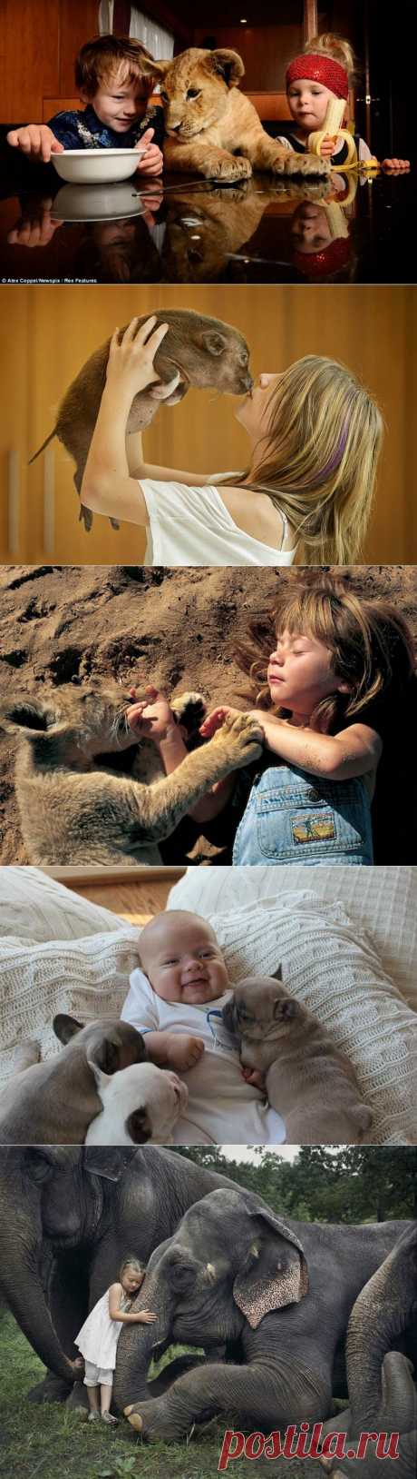 10 самых трогательных историй общения детей и животных :  НОВОСТИ В ФОТОГРАФИЯХ