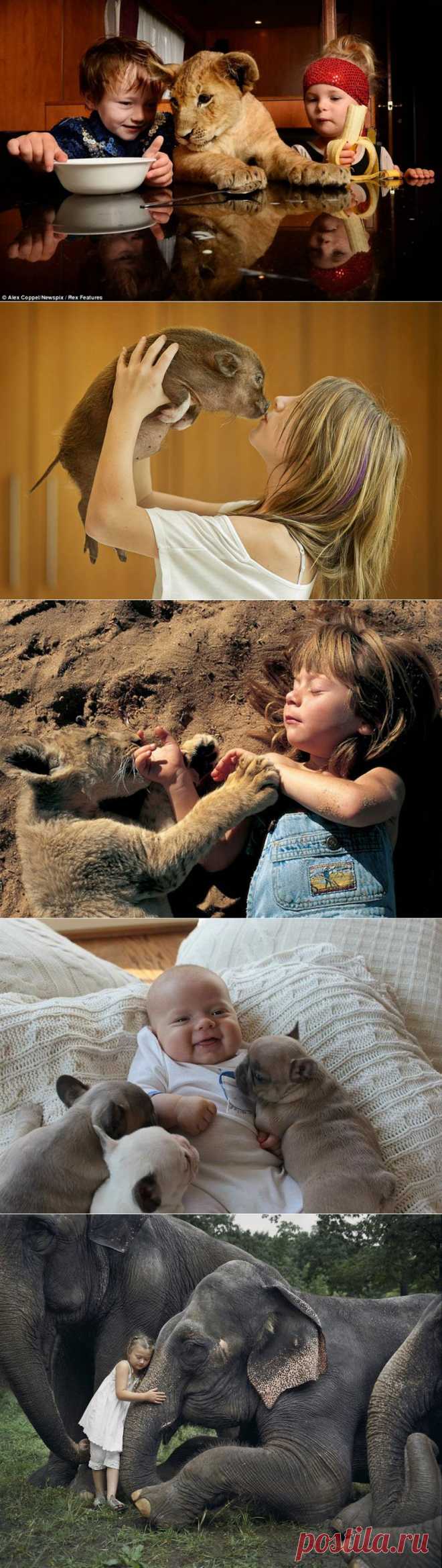 10 самых трогательных историй общения детей и животных :  НОВОСТИ В ФОТОГРАФИЯХ
