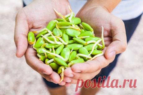 Как добиться стопроцентной всхожести семян / Домоседы