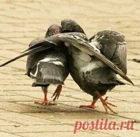 Animal Lovers – Google+