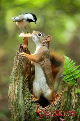 (13) INature - Фото