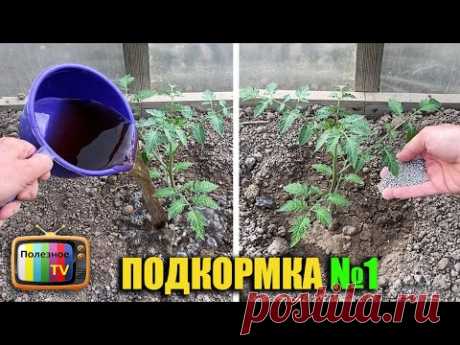 Первая и самая важная подкормка томатов после высадки в грунт