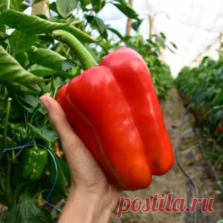ПОЛУЧАЕМ ОТЛИЧНЫЙ УРОЖАЙ ПЕРЦА