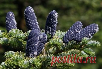 Пихта - посадка и уход за пихтой, подготовка к зиме Каталог растений: Пихта, посадка и уход за пихтой, подкормка и подготовка почвы, внесение удобрений, вредители и болезни пихты, правила полива.