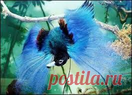 редкая птица