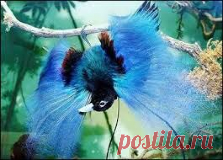 редкая птица