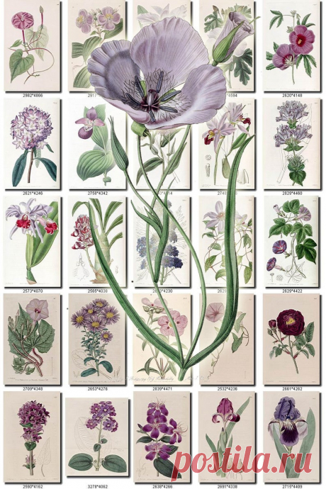 PURPLE-3 FLOWERS Collection of 200 vintage images pictures | Etsy