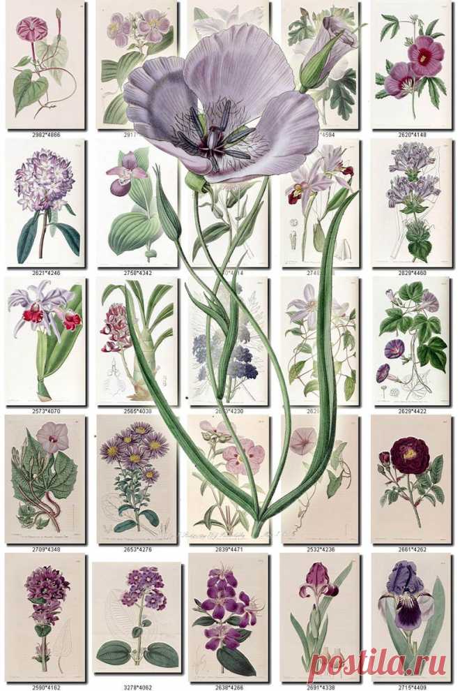 PURPLE-3 FLOWERS Collection of 200 vintage images pictures | Etsy