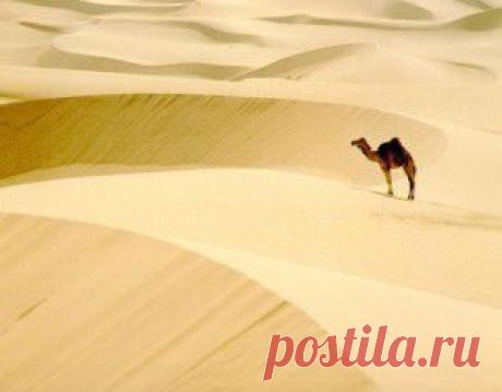 Ассоциативный тест «Пустыня и верблюд» | ROFL Тесты Психология