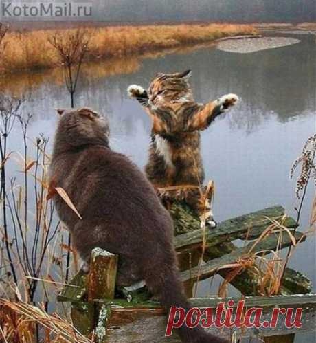Диалоги о рыбалке)