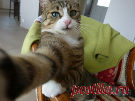 27 котов, которые круче всех делают селфи | Котомама на пенсии | Яндекс Дзен