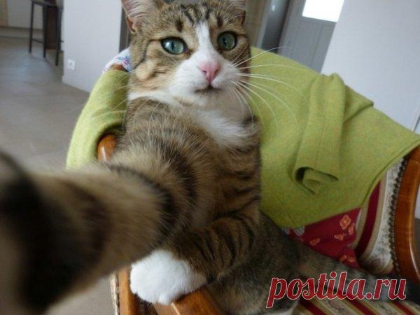 27 котов, которые круче всех делают селфи | Котомама на пенсии | Яндекс Дзен