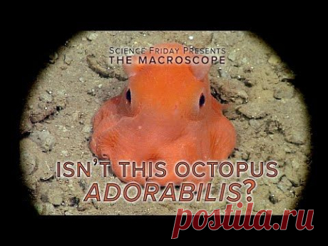 Очаровательный осьминог Opisthoteuthis Adorabilis (3 фото + видео)