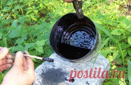 Березовый деготь: применение в садоводстве и огородничестве