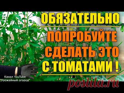 НЕ БОЙТЕСЬ СДЕЛАТЬ ЭТО С ТОМАТАМИ ВО ВРЕМЯ РОСТА!