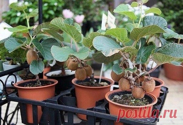 Выращивание киви | Дачники