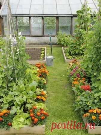 Советы огородникам. Протестированные - Садоводка