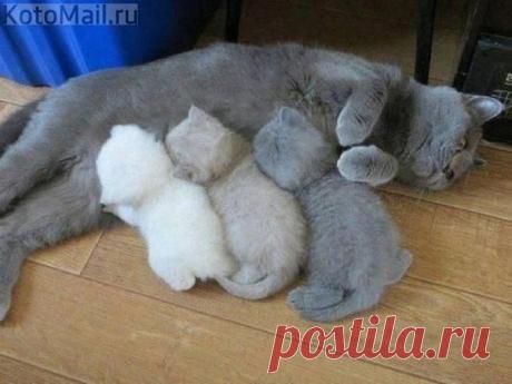 Все оттенки серого | KotoMail.ru