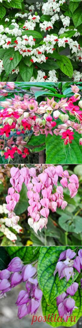 Яркий комнатный клеродендрум и как за ним ухаживать — Сад на подоконнике