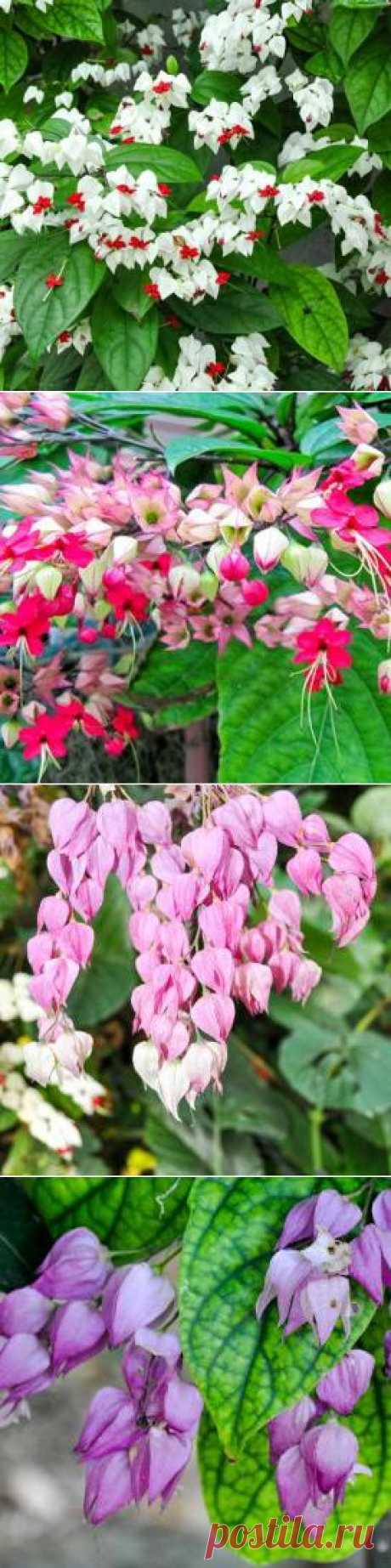 Яркий комнатный клеродендрум и как за ним ухаживать — Сад на подоконнике